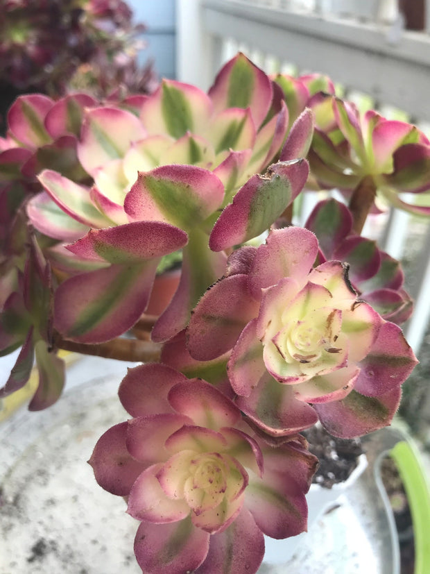 Aeonium Allure cluster tree. Photos taken 10-2-23. Rare Aeonium