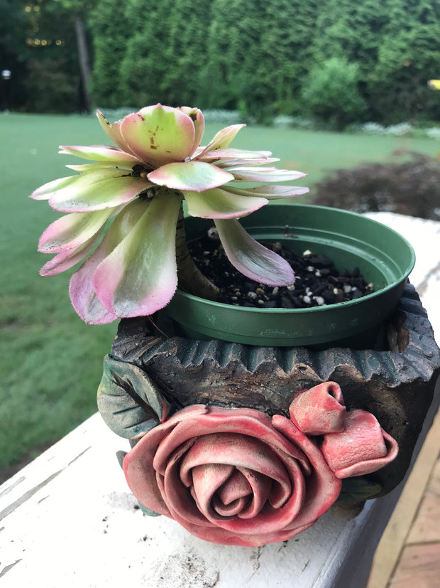 Premium Unique one of a kind Hand Made Clay planter with drainage hole for succulents. Plant is NOT included