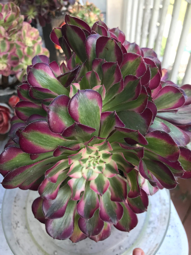 Aeonium White Copper Vase cluster tree. Photos taken 10-1-23. Rare Aeonium