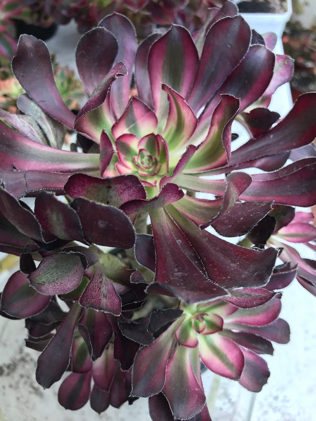 Aeonium Chanelle huge cluster tree. Photos taken 9-29-23. Rare Aeonium