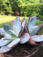 New Arrival. Echeveria White Lotus Double heads. Imported succulents.