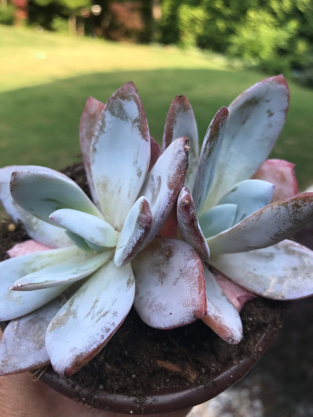 New Arrival. Echeveria White Lotus Double heads. Imported succulents.