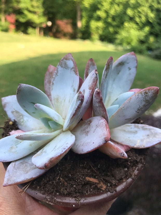 New Arrival. Echeveria White Lotus Double heads. Imported succulents.