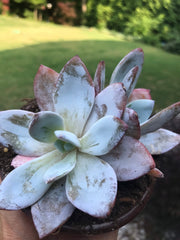 New Arrival. Echeveria White Lotus Double heads. Imported succulents.