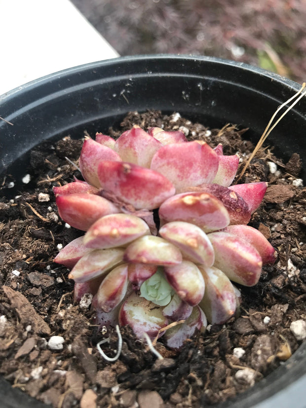 Echeveria Red Velvet variegation. Imported succulents. Photos taken 6-23-23. Fully rooted