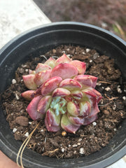 Echeveria Red Velvet variegation. Imported succulents. Photos taken 6-23-23. Fully rooted