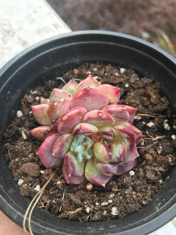 Echeveria Red Velvet variegation. Imported succulents. Photos taken 6-23-23. Fully rooted