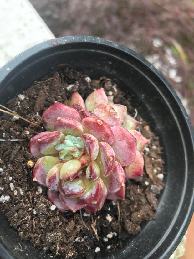 Echeveria Red Velvet variegation. Imported succulents. Photos taken 6-23-23. Fully rooted