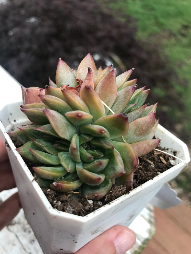 Echeveria Flower Song variegation triple heads. Imported succulents. Photos taken 6-23-23