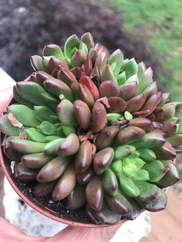 Echeveria Red Ruby variegation cluster. Imported succulents.  Photos taken 6-23-23