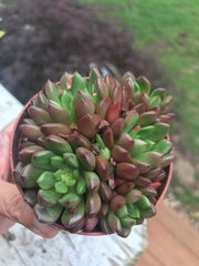 Echeveria Red Ruby variegation cluster. Imported succulents.  Photos taken 6-23-23