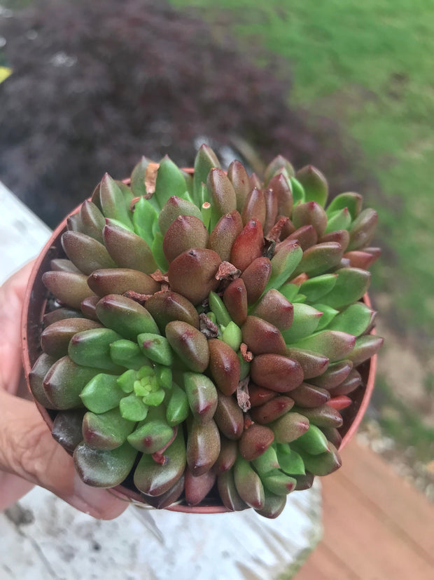 Echeveria Red Ruby variegation cluster. Imported succulents.  Photos taken 6-23-23