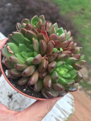 Echeveria Red Ruby variegation cluster. Imported succulents.  Photos taken 6-23-23