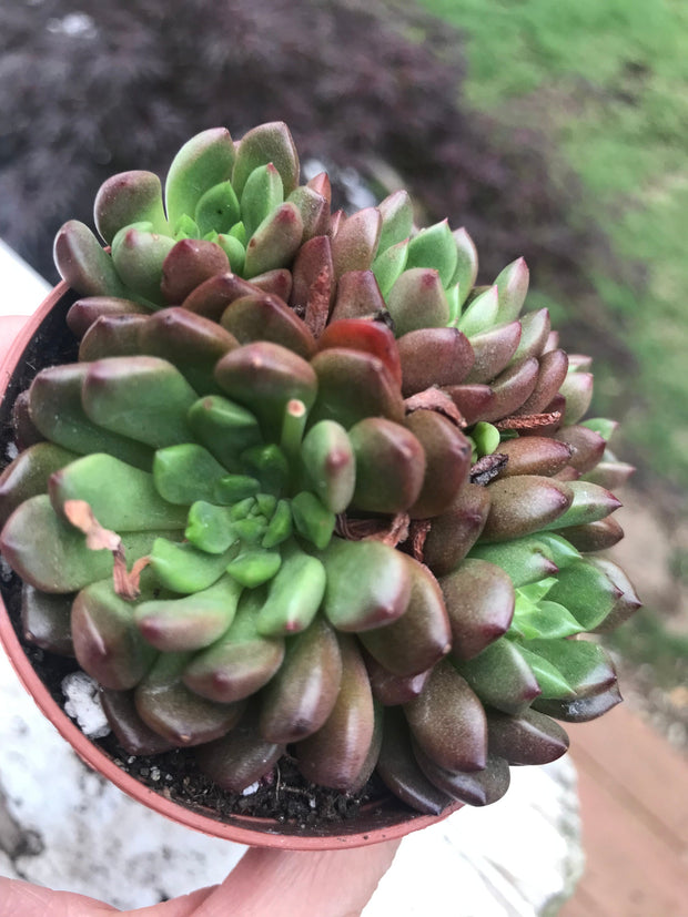 Echeveria Red Ruby variegation cluster. Imported succulents.  Photos taken 6-23-23