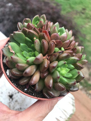 Echeveria Red Ruby variegation cluster. Imported succulents.  Photos taken 6-23-23