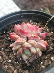 Echeveria Red Velvet variegation. Imported succulents. Photos taken 6-23-23. Fully rooted