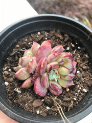 Echeveria Red Velvet variegation. Imported succulents. Photos taken 6-23-23. Fully rooted