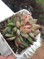 Echeveria Flower Song variegation triple heads. Imported succulents. Photos taken 6-23-23