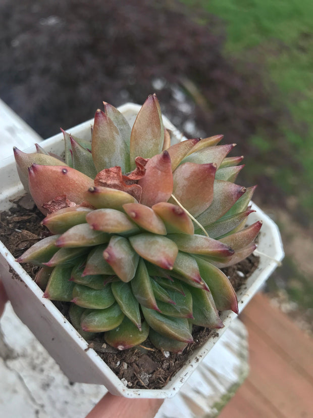 Echeveria Flower Song variegation triple heads. Imported succulents. Photos taken 6-23-23