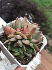 Echeveria Flower Song variegation triple heads. Imported succulents. Photos taken 6-23-23