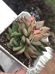 Echeveria Flower Song variegation triple heads. Imported succulents. Photos taken 6-23-23