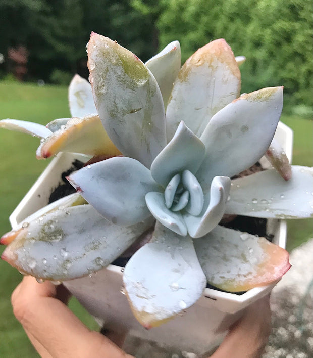 Rare succulent. Echeveria White Lotus double heads. Photos taken 7-14-23