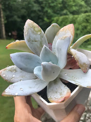 Rare succulent. Echeveria White Lotus double heads. Photos taken 7-14-23