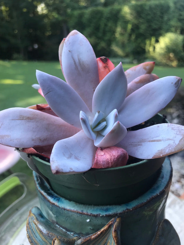 Echeveria White Lotus Double heads. Imported succulents. Photos taken 7-20-23