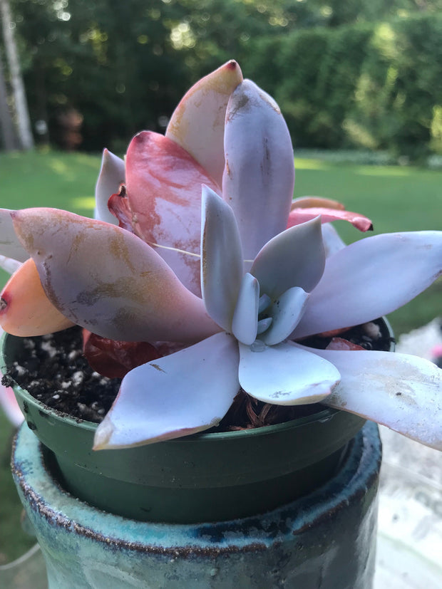 Echeveria White Lotus Double heads. Imported succulents. Photos taken 7-20-23