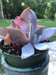 Echeveria White Lotus Double heads. Imported succulents. Photos taken 7-20-23