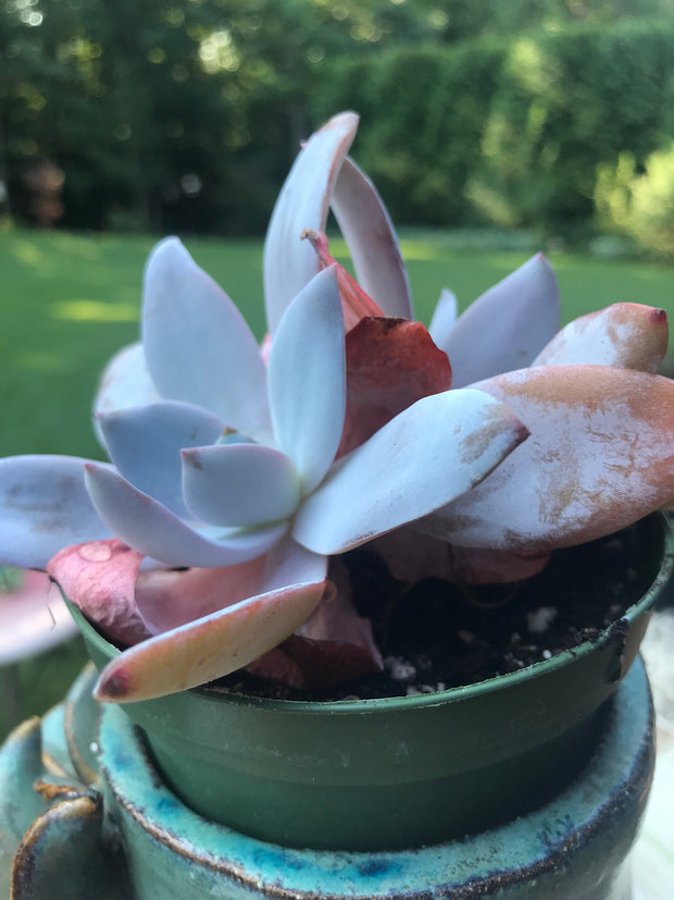 Echeveria White Lotus Double heads. Imported succulents. Photos taken 7-20-23