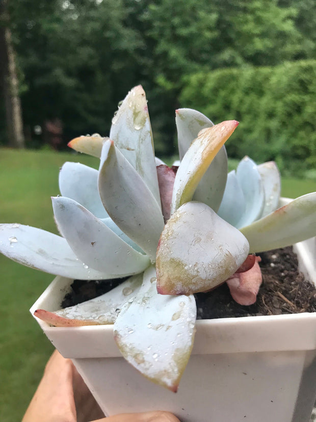 Rare succulent. Echeveria White Lotus double heads. Photos taken 7-14-23