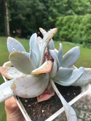 Rare succulent. Echeveria White Lotus double heads. Photos taken 7-14-23