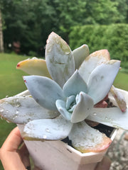 Rare succulent. Echeveria White Lotus double heads. Photos taken 7-14-23