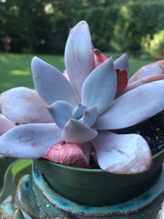 Echeveria White Lotus Double heads. Imported succulents. Photos taken 7-20-23