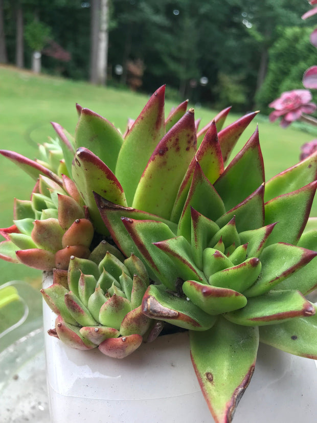 Succulents arrangement in a cute RV planter with drainage holes. Perfect gift for succulents lovers. Photos taken 7-29-23. Rare Aeonium