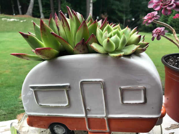 Succulents arrangement in a cute RV planter with drainage holes. Perfect gift for succulents lovers. Photos taken 7-29-23. Rare Aeonium