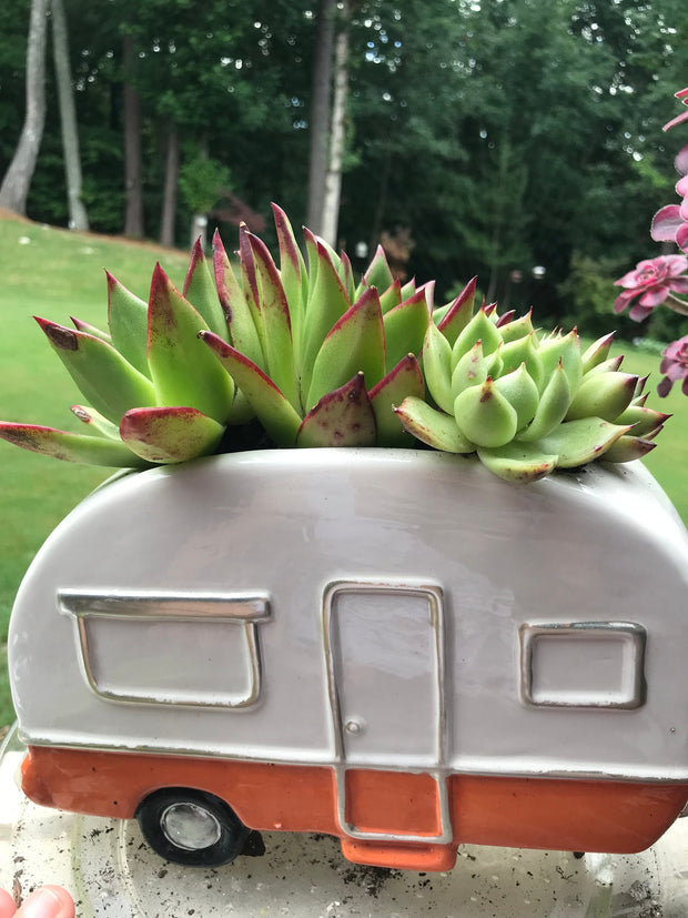 Succulents arrangement in a cute RV planter with drainage holes. Perfect gift for succulents lovers. Photos taken 7-29-23. Rare Aeonium