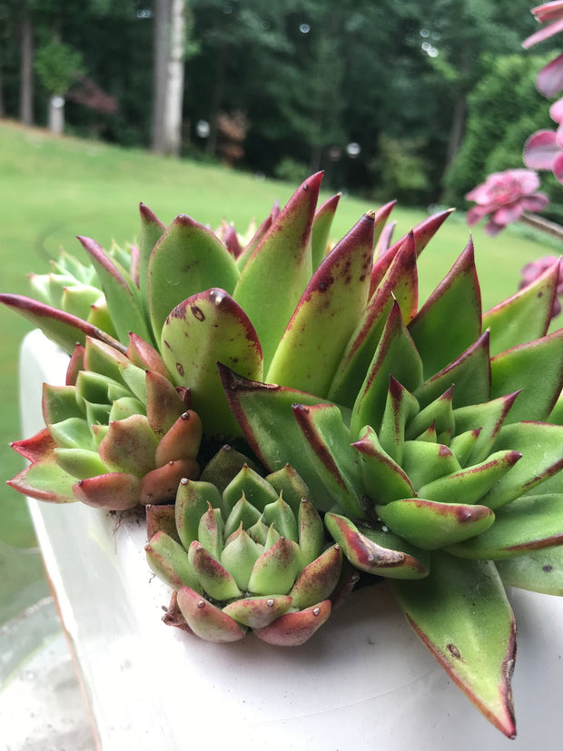 Succulents arrangement in a cute RV planter with drainage holes. Perfect gift for succulents lovers. Photos taken 7-29-23. Rare Aeonium