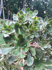 Huge Aeonium Butterfly cluster. Photos taken 8-20-23. Rare Aeonium