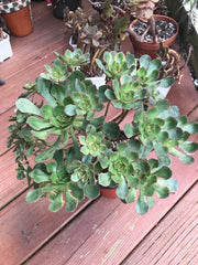 Huge Aeonium Butterfly cluster. Photos taken 8-20-23. Rare Aeonium