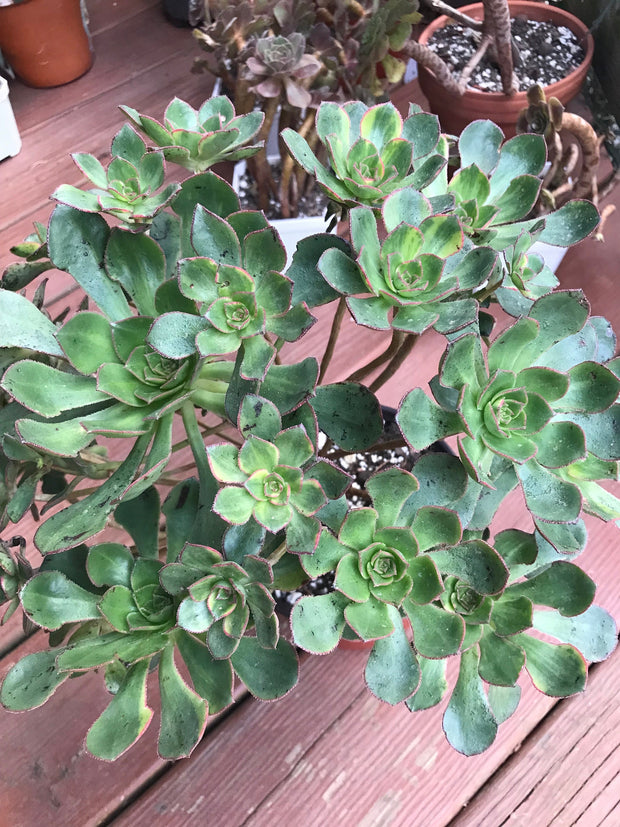 Huge Aeonium Butterfly cluster. Photos taken 8-20-23. Rare Aeonium