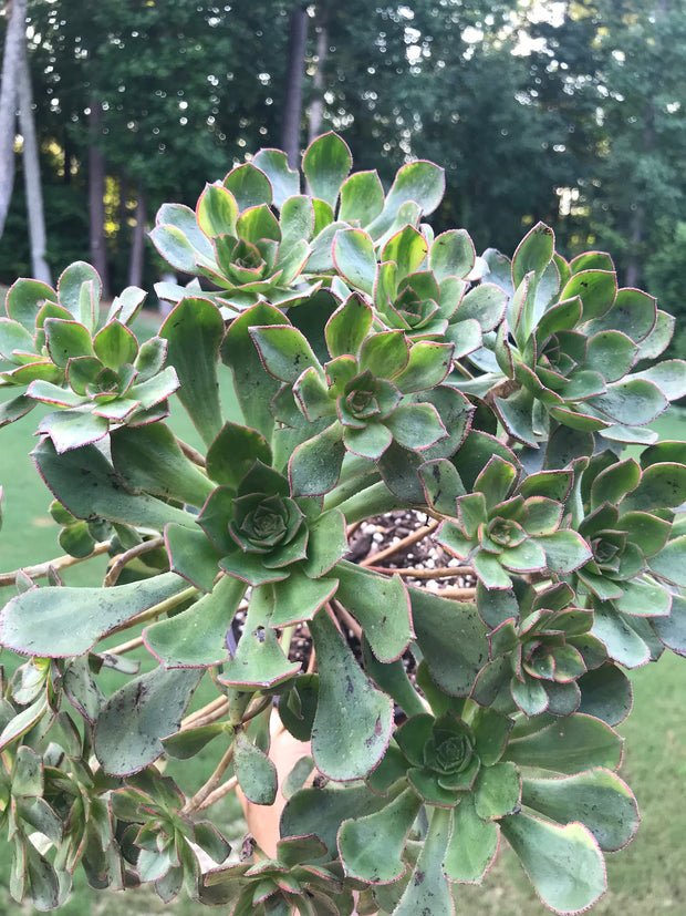 Huge Aeonium Butterfly cluster. Photos taken 8-20-23. Rare Aeonium