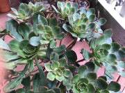 Huge Aeonium Butterfly cluster. Photos taken 8-20-23. Rare Aeonium