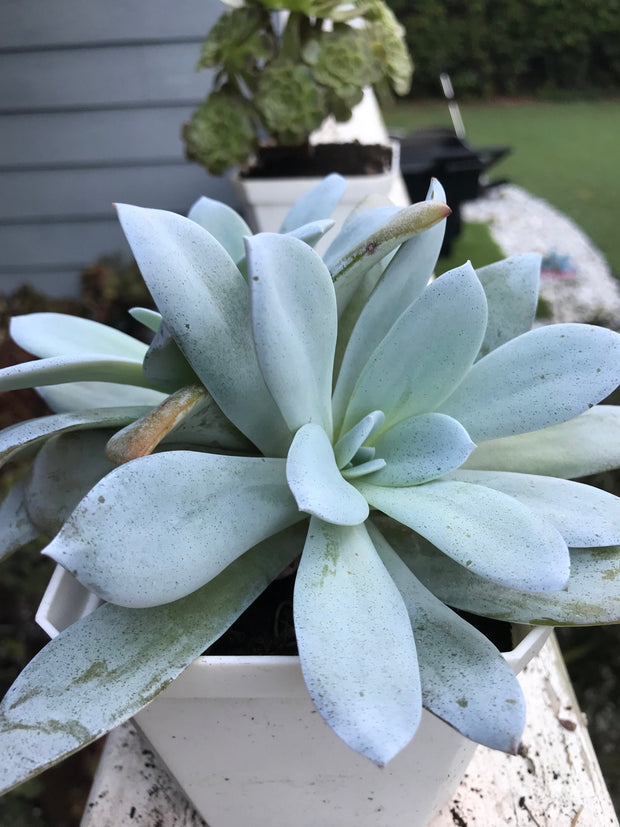 Huge Echeveria White Lotus Double heads. Imported succulents. Photos taken 9-6-23