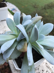 Huge Echeveria White Lotus Double heads. Imported succulents. Photos taken 9-6-23