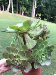 Aeonium Big Bang cluster tree. Super rare. Photos taken 9-12-23. Rare Aeonium