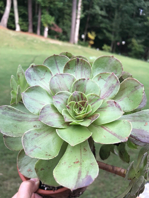 Aeonium Big Bang cluster tree. Super rare. Photos taken 9-12-23. Rare Aeonium