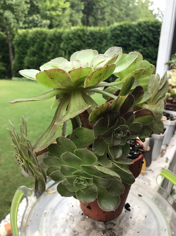 Aeonium Big Bang cluster tree. Super rare. Photos taken 9-12-23. Rare Aeonium