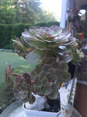 Aeonium Big Bang cluster tree. Photos taken 9-16-23. Rare Aeonium